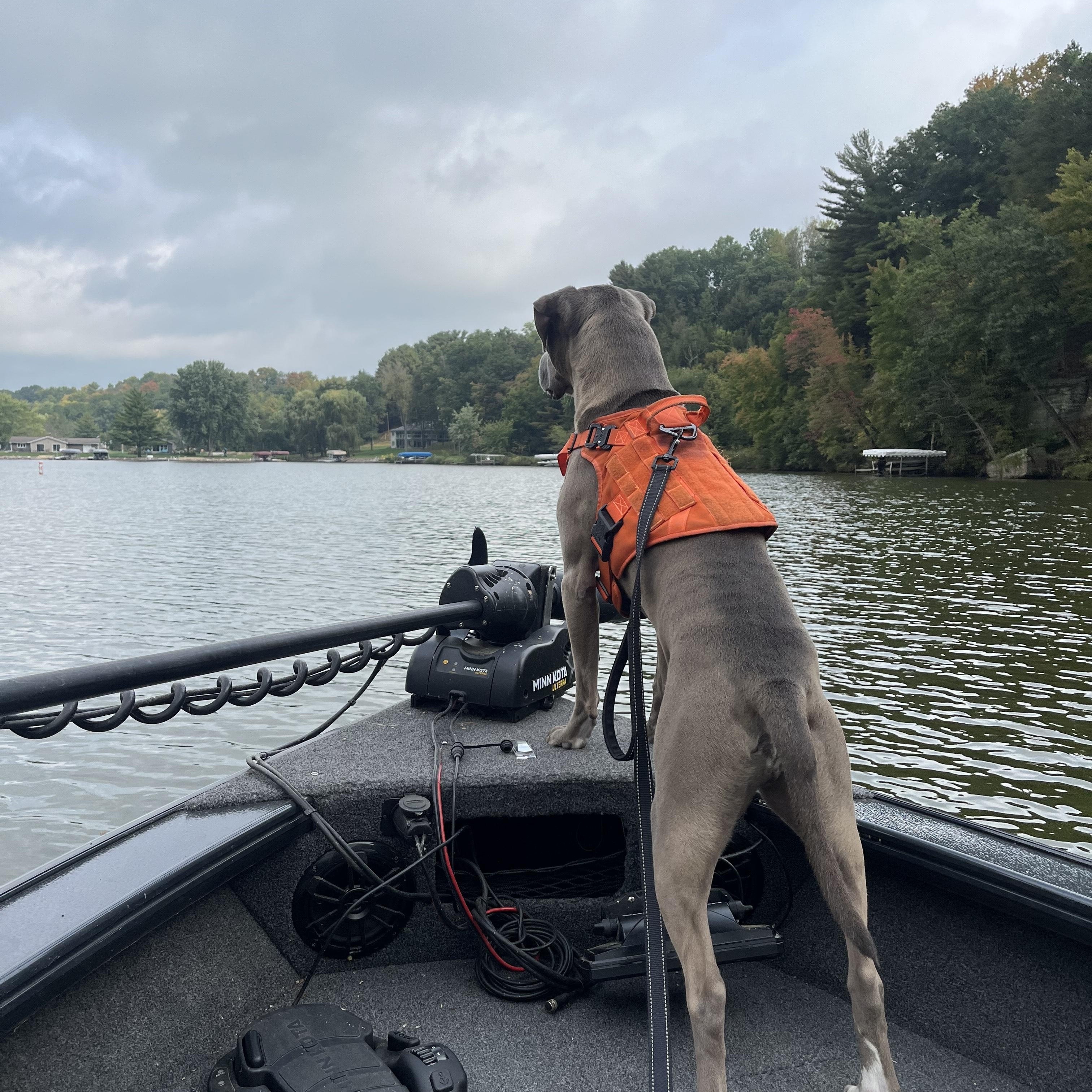 Enlarge Dudley, a Adoptable mixed breed in Oswego, IL image 5/5