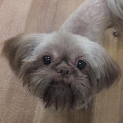 Enlarge VIVIEN, a Adopted Shih Tzu in Trufant, MI image 1/4