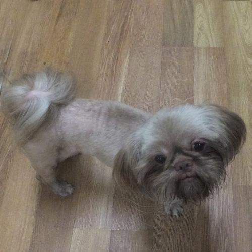 Enlarge VIVIEN, a Adopted Shih Tzu in Trufant, MI image 2/4