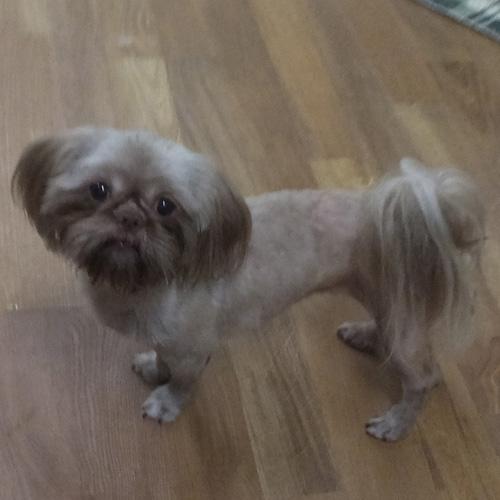 Enlarge VIVIEN, a Adopted Shih Tzu in Trufant, MI image 3/4