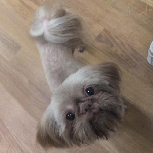 Enlarge VIVIEN, a Adopted Shih Tzu in Trufant, MI image 4/4