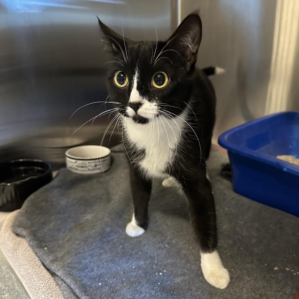 Wiggles, Adoptable, Young Female Domestic Short Hair.