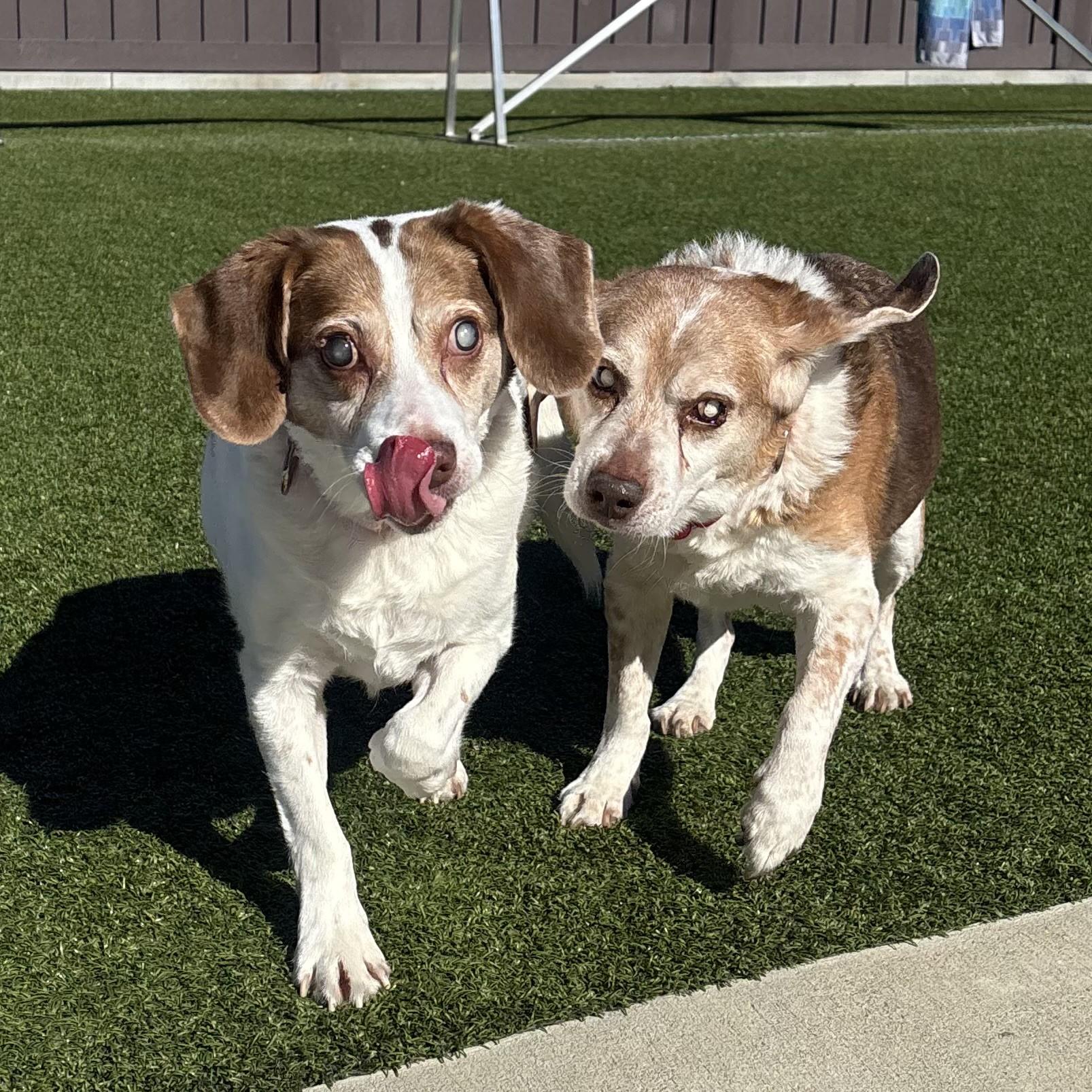 Baxter and Red, ADOPTABLE, Senior Male Beagle.