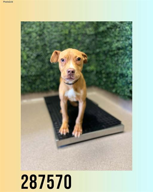 Enlarge PIGLET, a Adoptable mixed breed in Macon, GA image 3/3