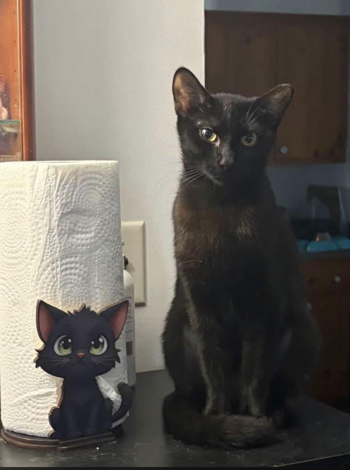 Kiki, Adoptable, Young Female Domestic Short Hair.