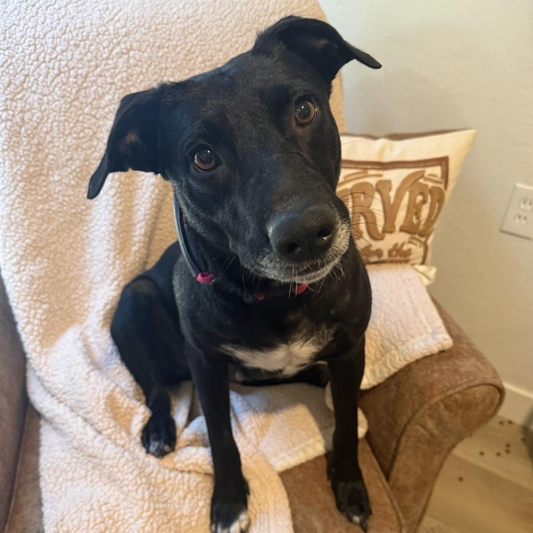 Donut, a ADOPTABLE mixed breed in Brentwood, CA image 1/2