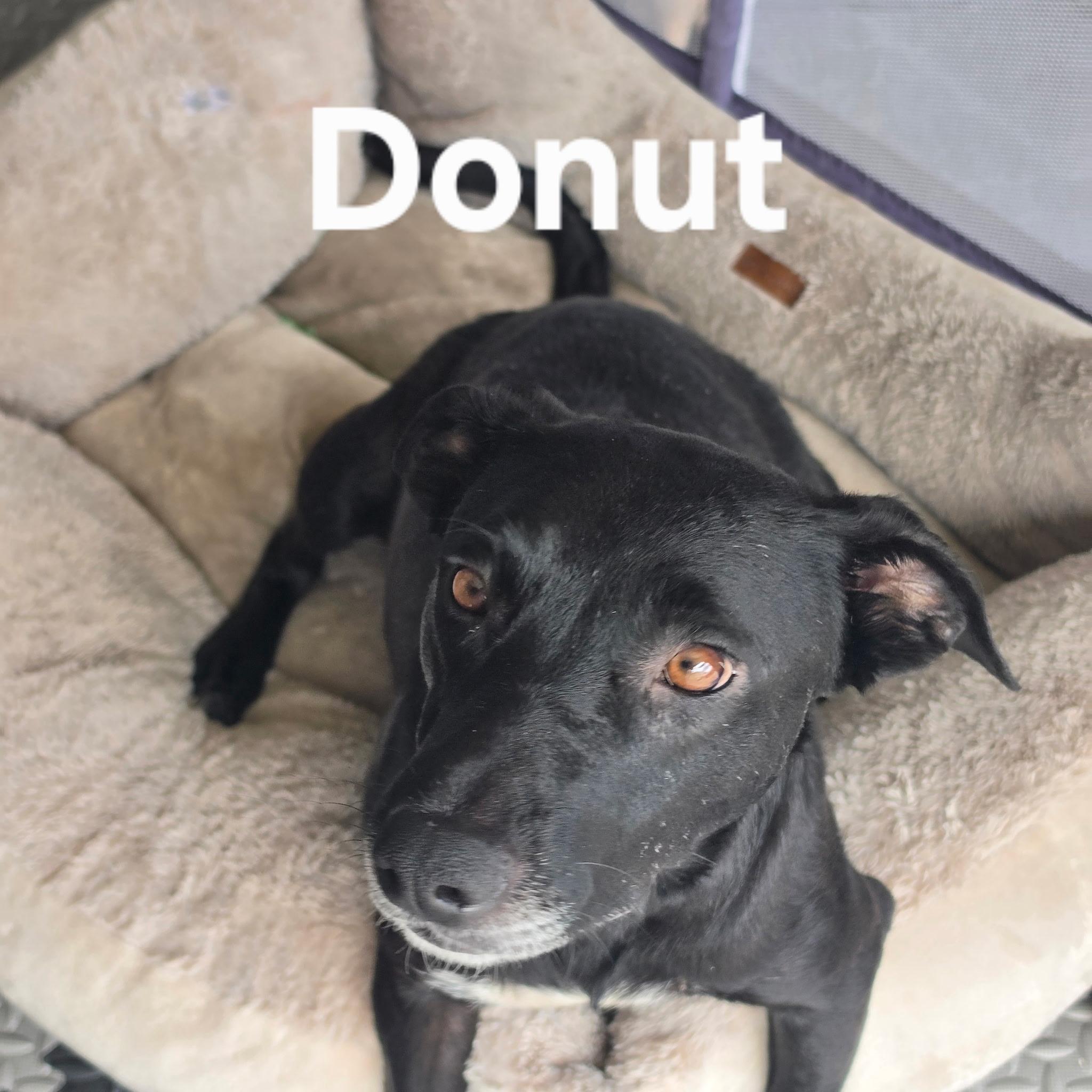 Donut, a ADOPTABLE mixed breed in Brentwood, CA image 2/2