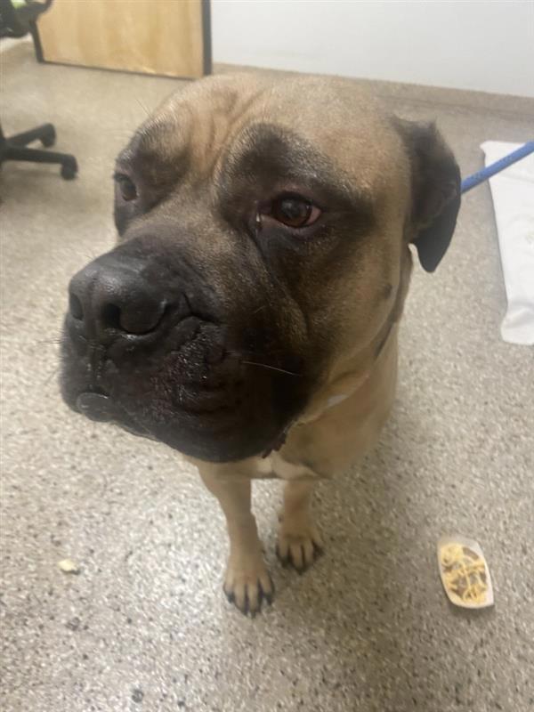 Enlarge Louie, a Adoptable mixed breed in Vancouver, WA image 1/1