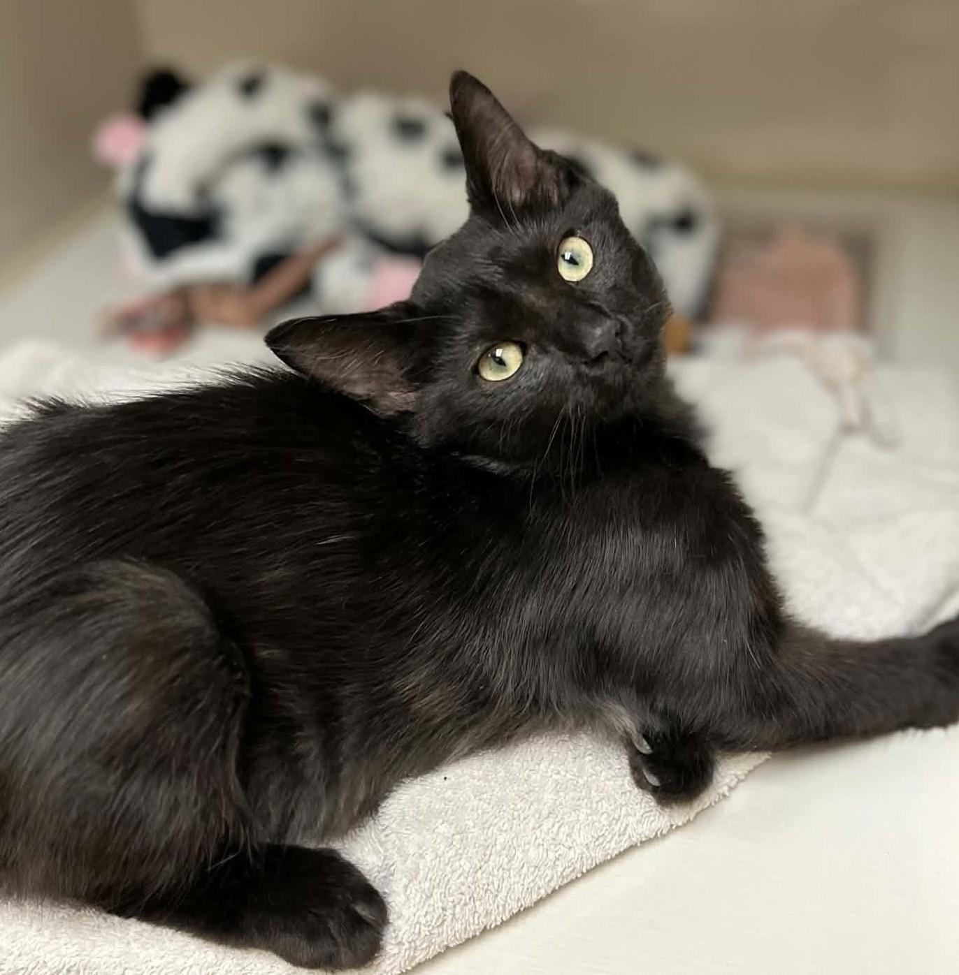 Enlarge Al, a Adoptable Domestic Medium Hair in Larned, KS image 2/2