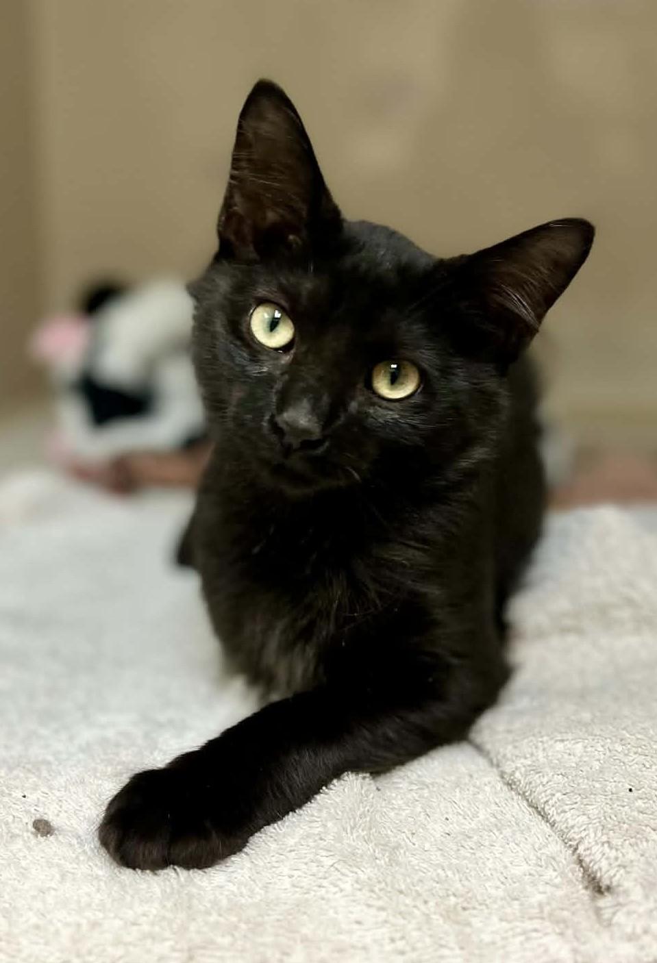 Al, Adoptable, Young Male Domestic Medium Hair.