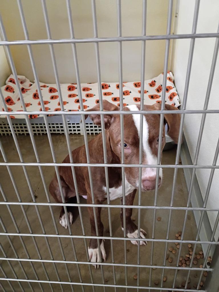 Archie, Adoptable, Puppy Male American Staffordshire Terrier.