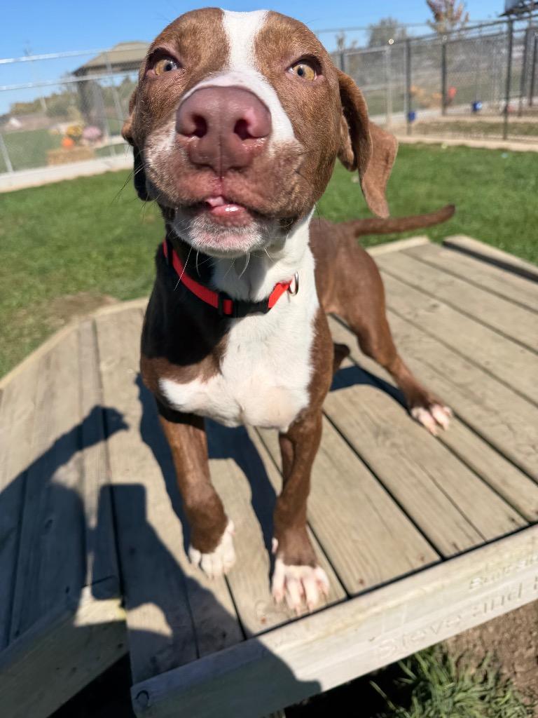 Enlarge Archie, a Adoptable mixed breed in Pierceton, IN image 2/6