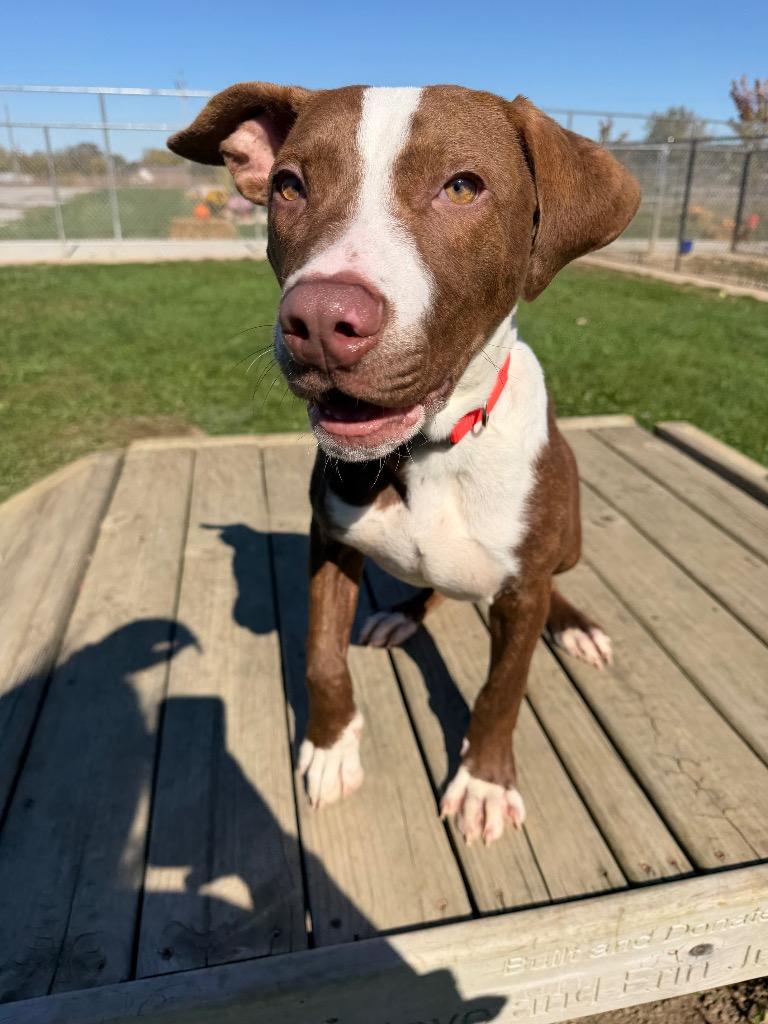Enlarge Archie, a Adoptable mixed breed in Pierceton, IN image 3/6