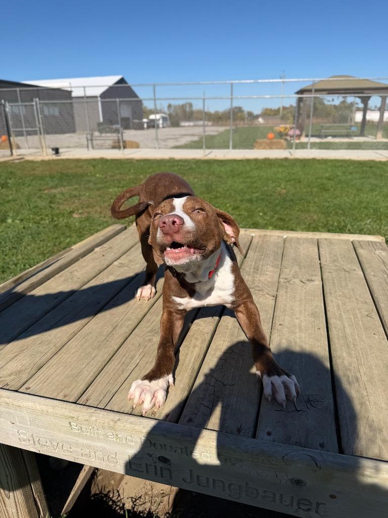 Enlarge Archie, a Adoptable mixed breed in Pierceton, IN image 4/6