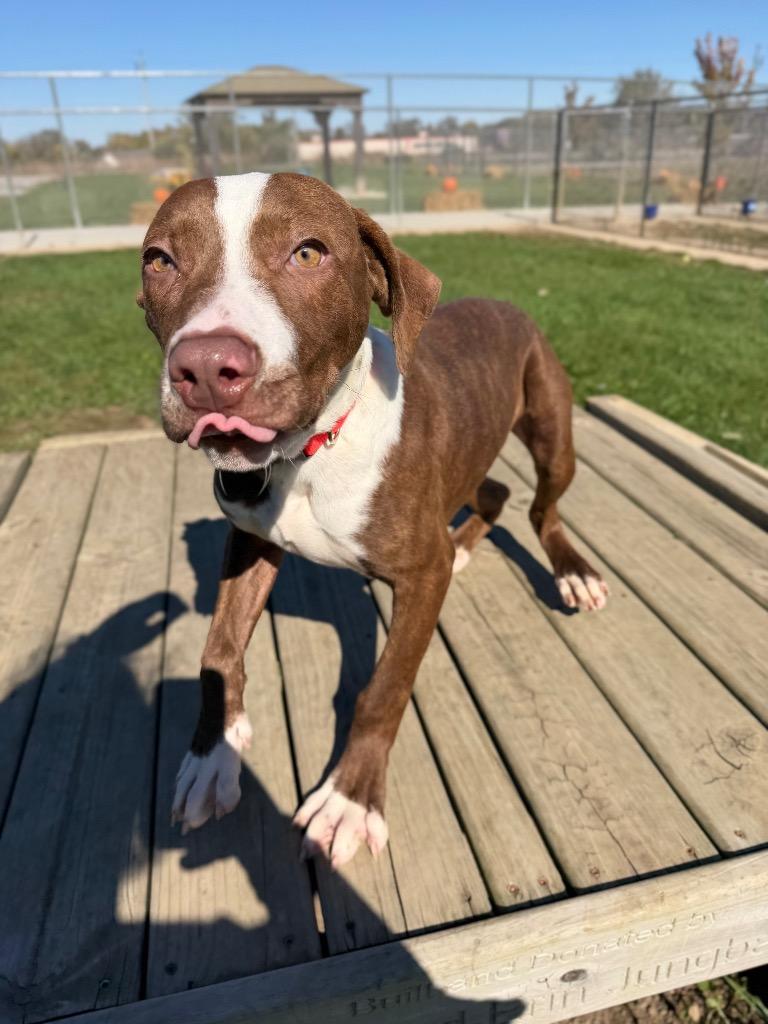 Enlarge Archie, a Adoptable mixed breed in Pierceton, IN image 5/6