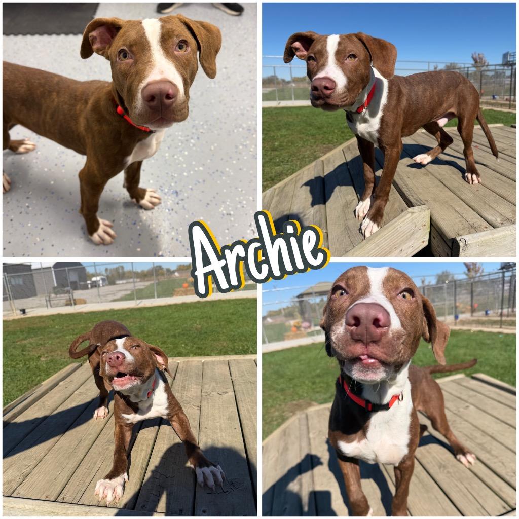 Enlarge Archie, a Adoptable mixed breed in Pierceton, IN image 6/6