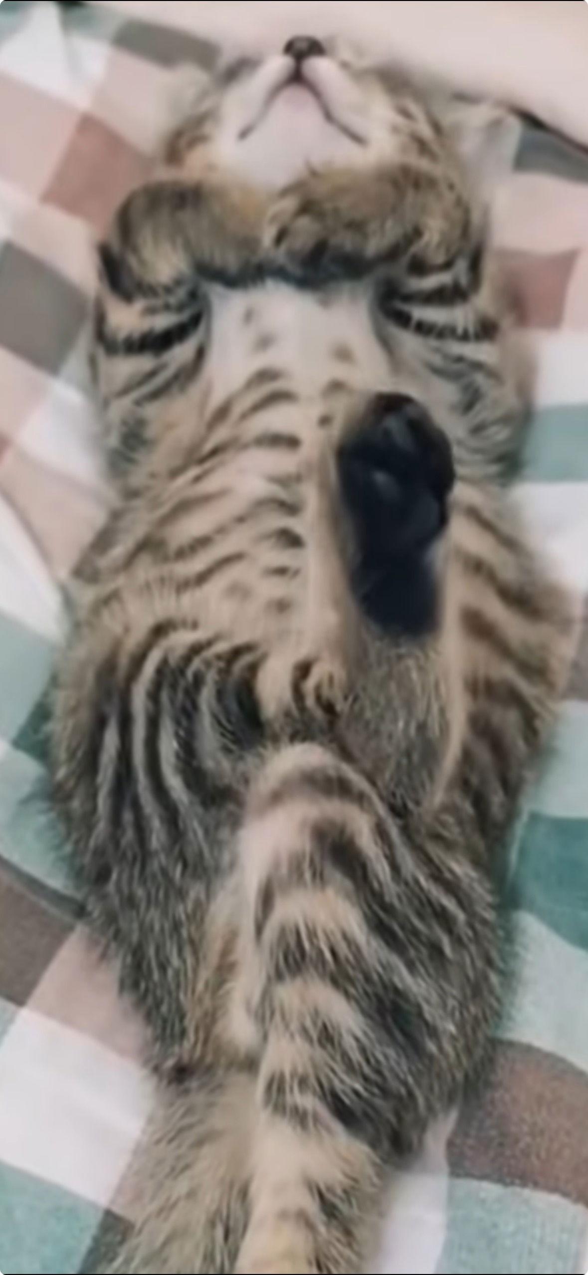 Enlarge Ace, a Adoptable Tabby in Orlando, FL image 1/3