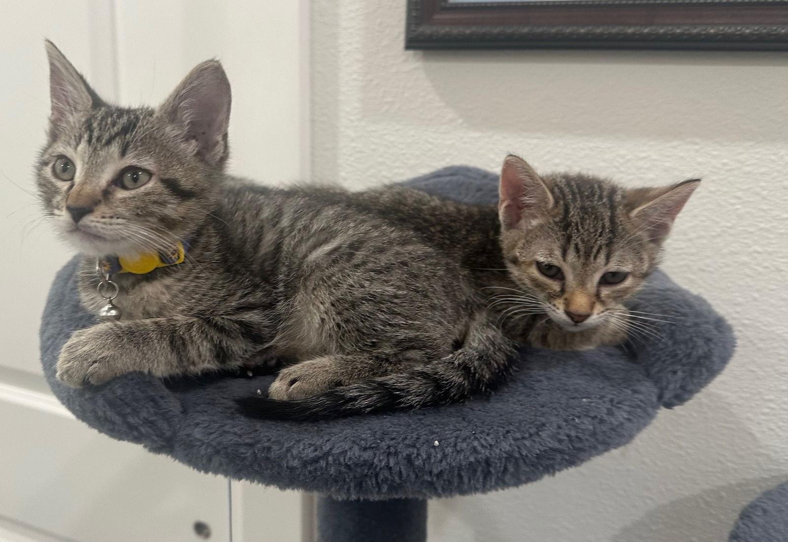 Enlarge Ace, a Adoptable Tabby in Orlando, FL image 2/3