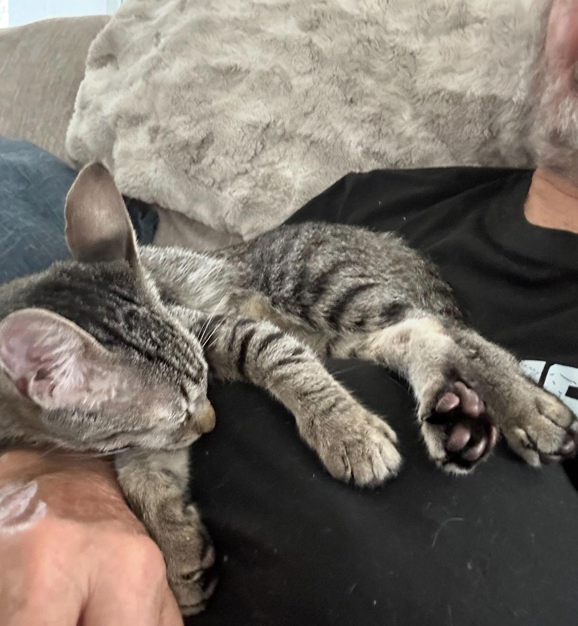 Enlarge Ace, a Adoptable Tabby in Orlando, FL image 3/3