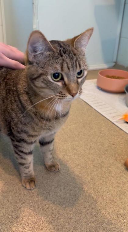 Midol, Adoptable, Adult Female Domestic Short Hair & Domestic Short Hair.