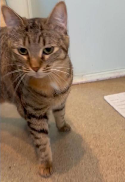 Midol, a Adoptable mixed breed in Palm Coast, FL image 2/3