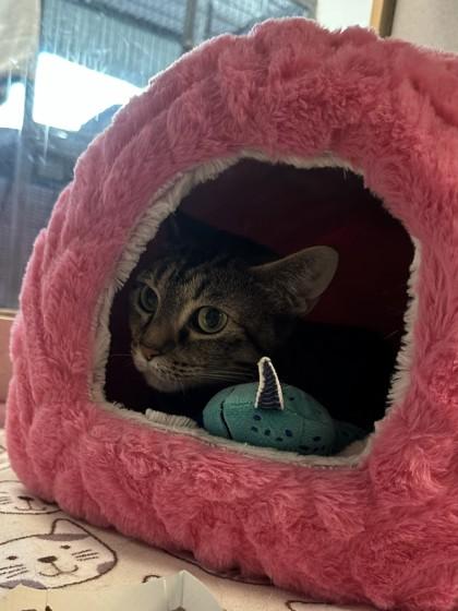 Midol, a Adoptable mixed breed in Palm Coast, FL image 3/3