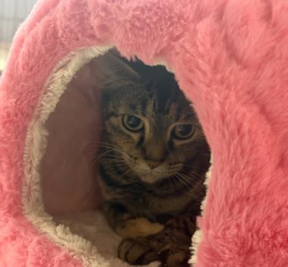 Midol, a Adoptable mixed breed in Palm Coast, FL image 1/3