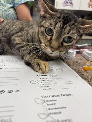 Midol, a Adoptable mixed breed in Palm Coast, FL image 2/3