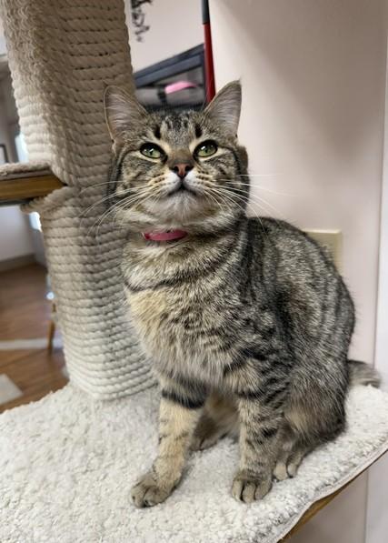 Enlarge LJ, a ADOPTABLE Domestic Short Hair in Medina, OH image 1/1