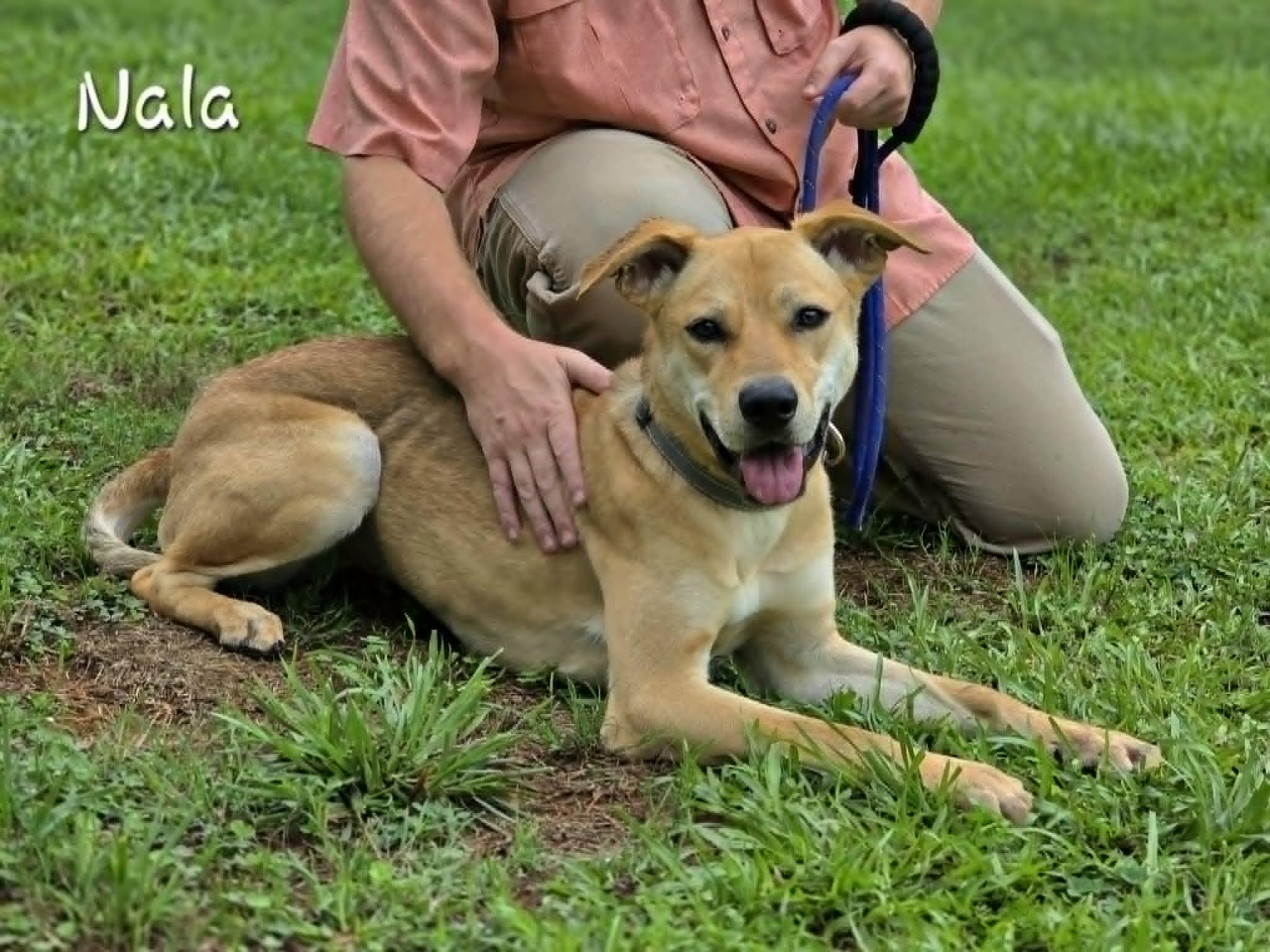 Enlarge Nala, a ADOPTABLE mixed breed in Bishop, GA image 3/5