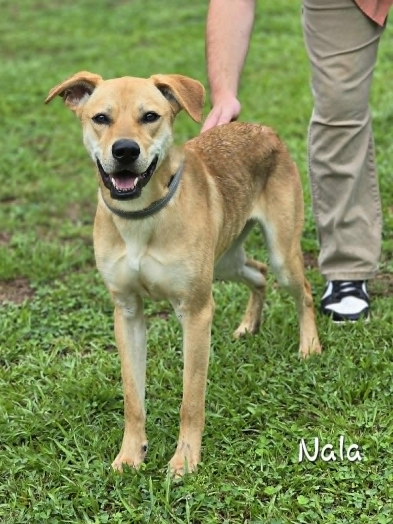 Enlarge Nala, a ADOPTABLE mixed breed in Bishop, GA image 4/5
