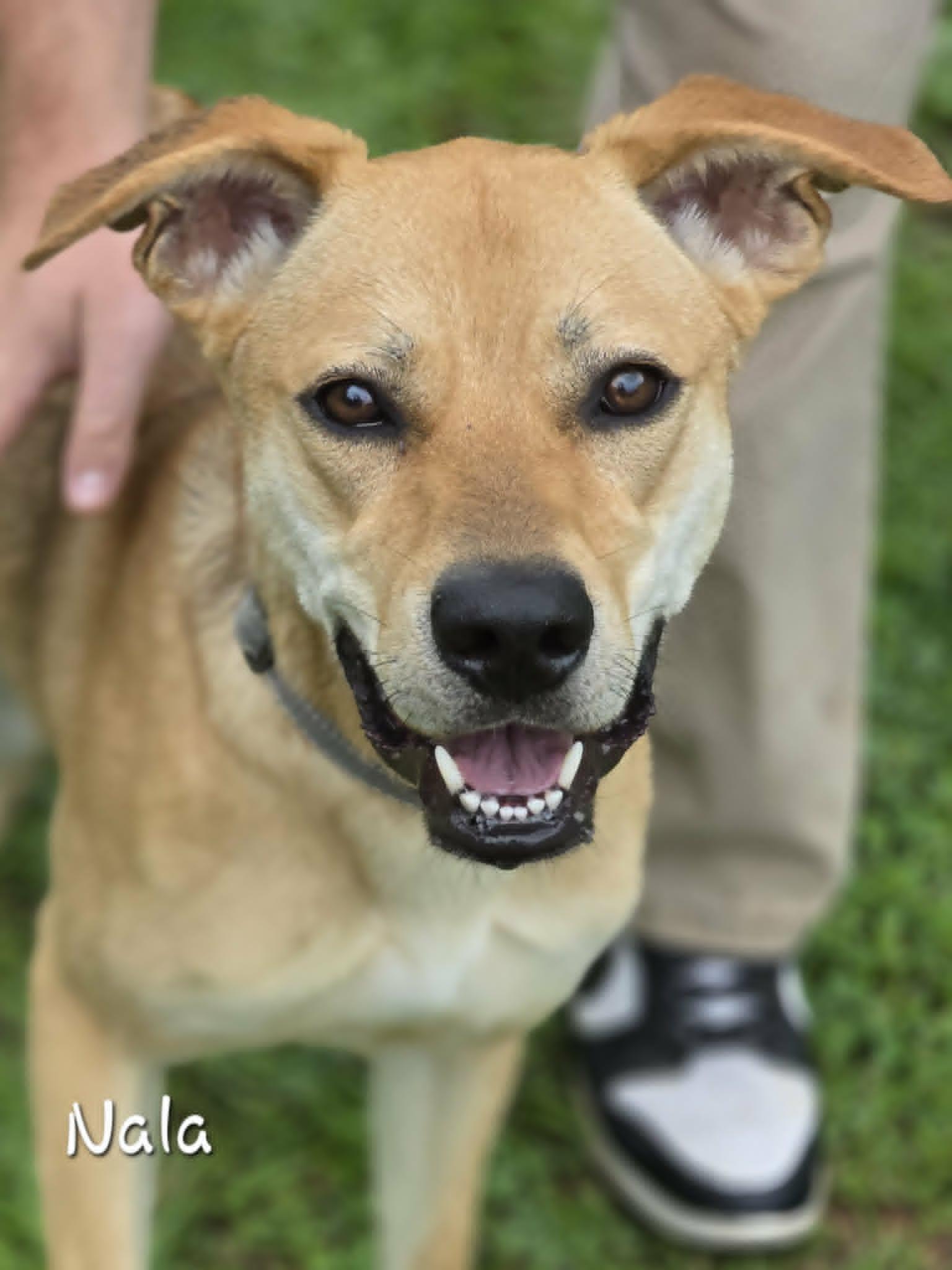 Enlarge Nala, a ADOPTABLE mixed breed in Bishop, GA image 2/5