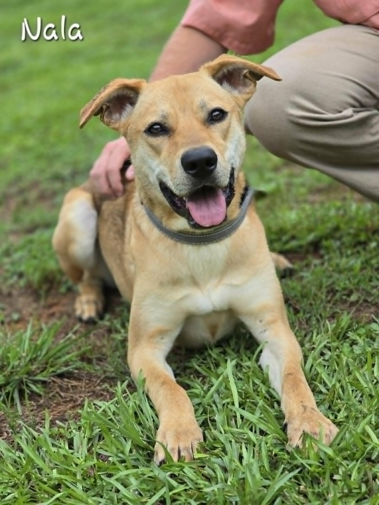 Nala, ADOPTABLE, Adult Female Labrador Retriever & Mixed Breed.