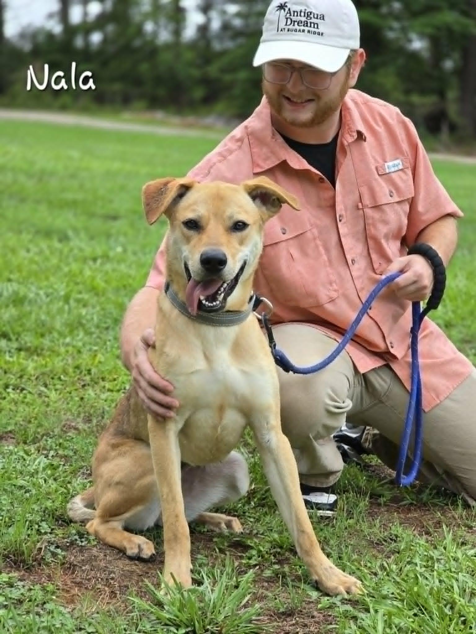 Enlarge Nala, a ADOPTABLE mixed breed in Bishop, GA image 5/5
