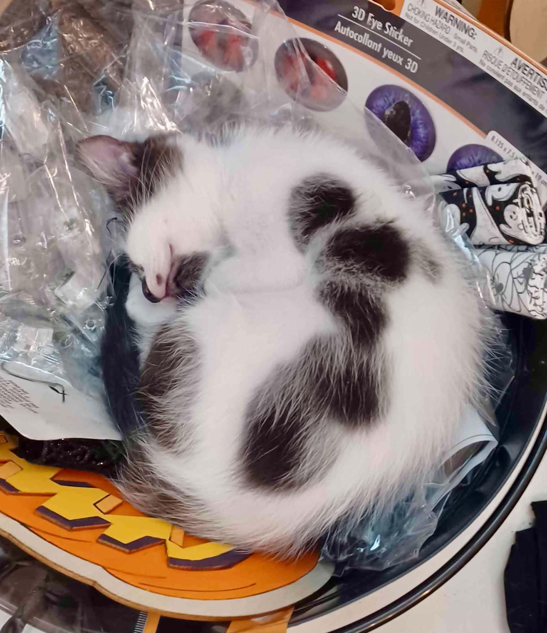 Willow (from the Buffy the Vampire Slayer Litter), Adopted, Kitten Female Domestic Medium Hair.