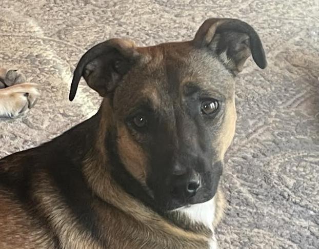 Denim Dazzle, Adoptable, Young Female Shepherd & Cattle Dog.