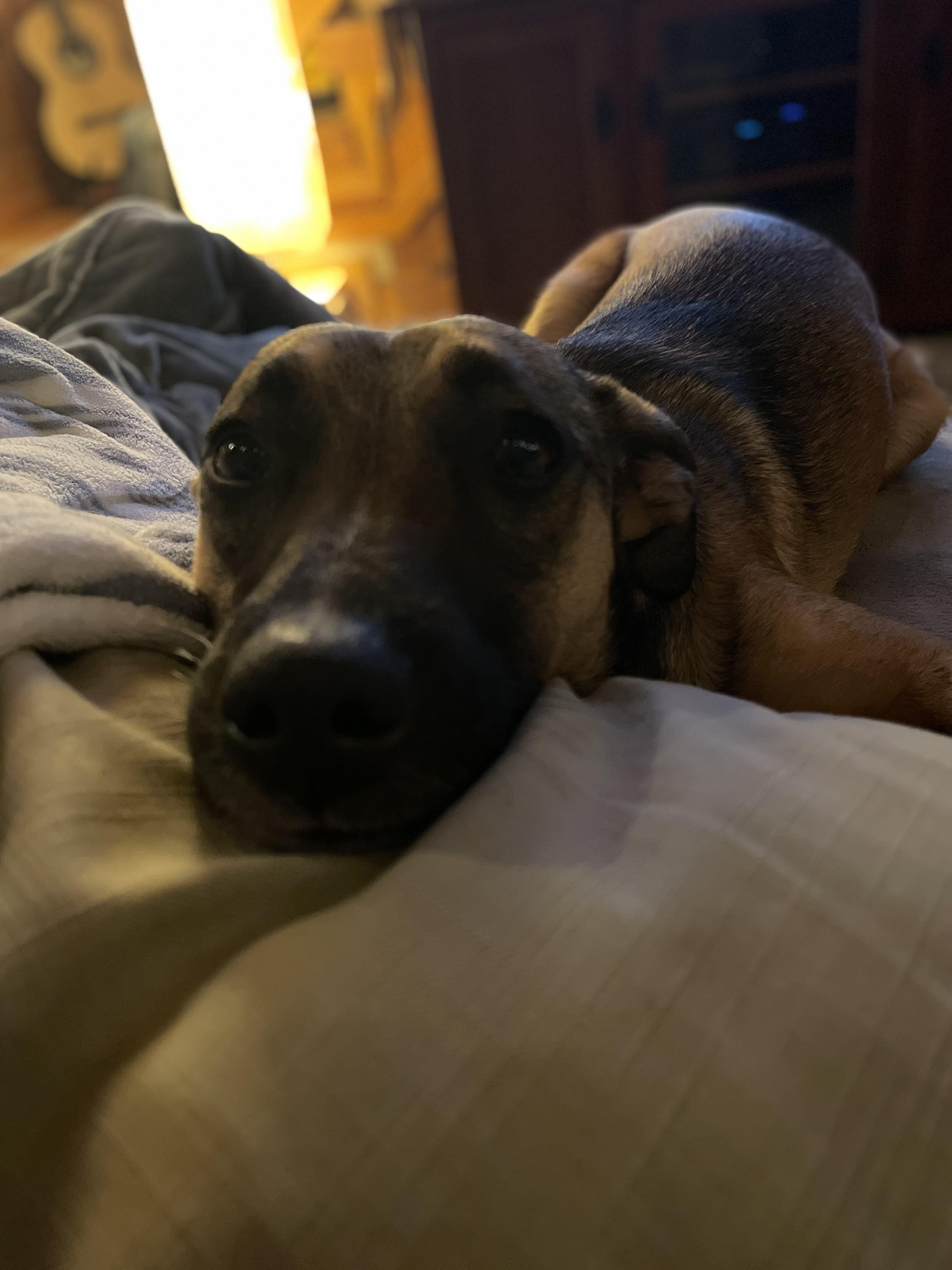Denim Dazzle, a Adoptable mixed breed in Woburn, MA image 3/6