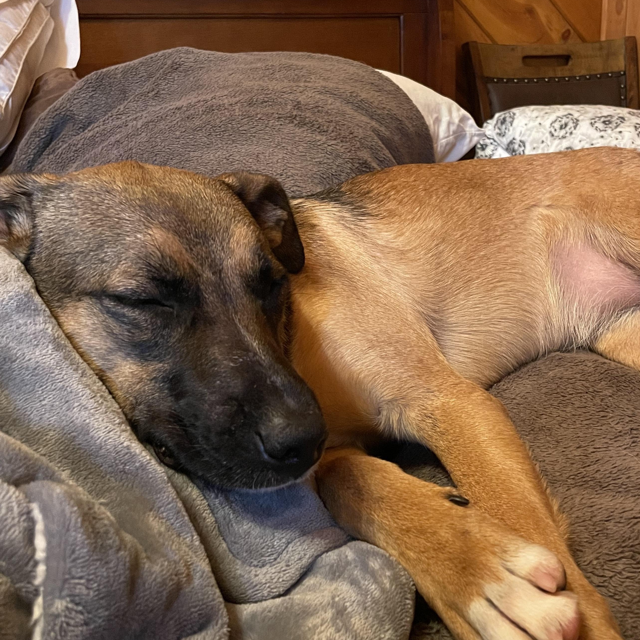 Denim Dazzle, a Adoptable mixed breed in Woburn, MA image 5/6