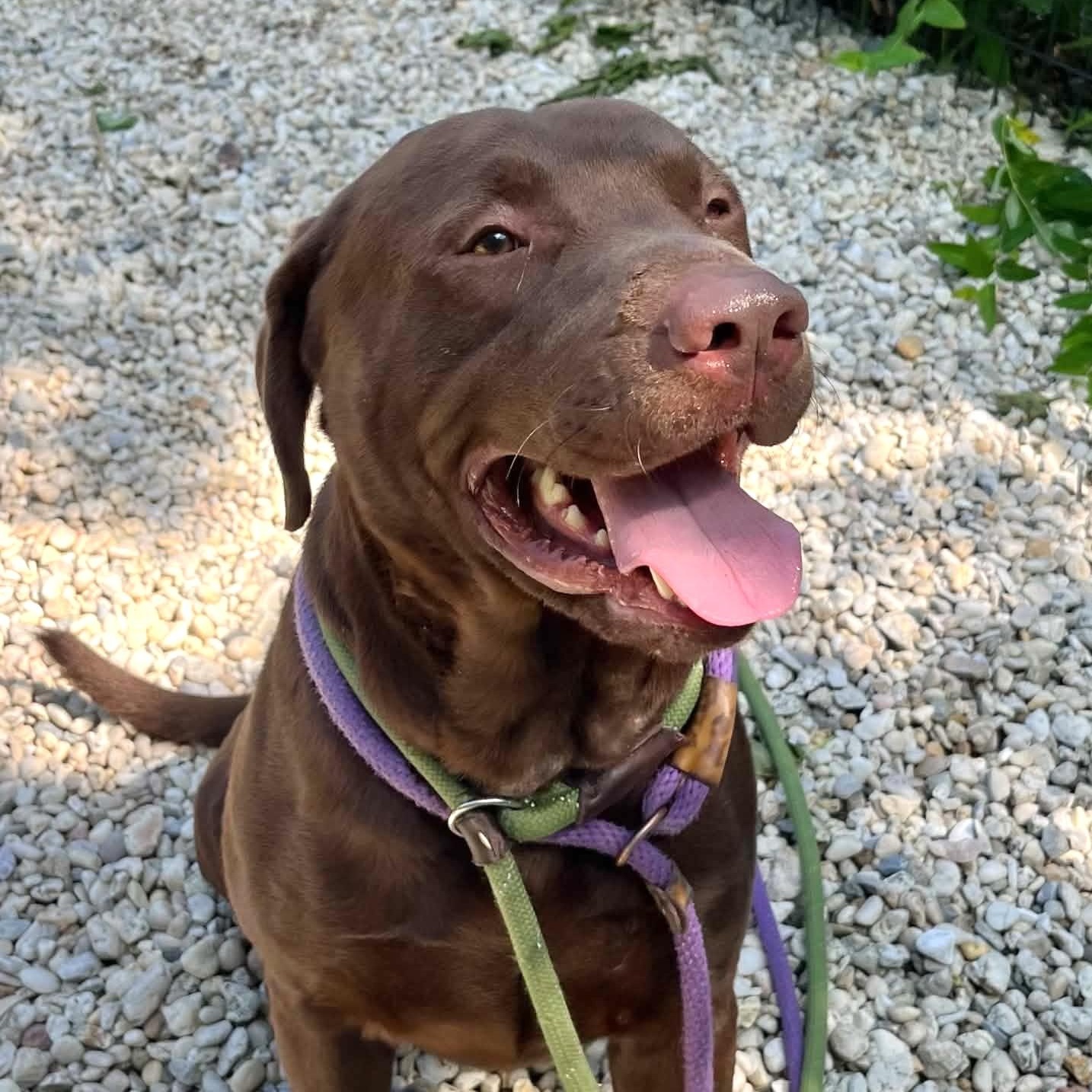 Enlarge Jango, an adopted Labrador Retriever in Jackson, NJ image 1/2