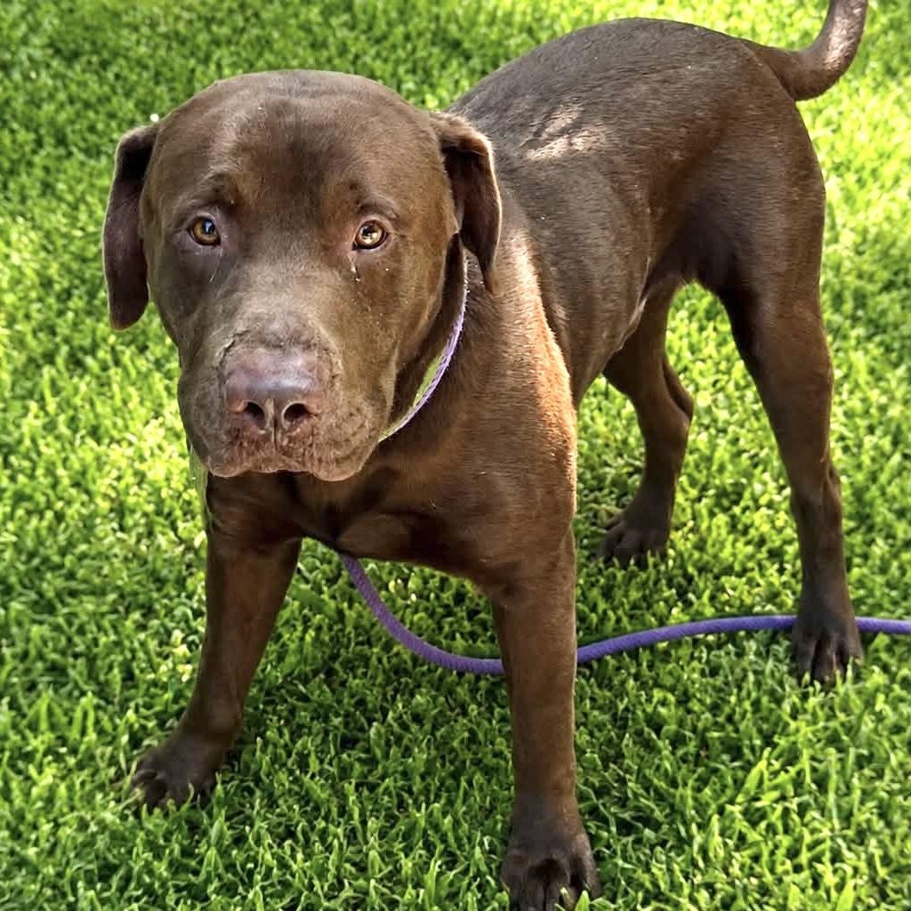 Enlarge Jango, an adopted Labrador Retriever in Jackson, NJ image 2/2