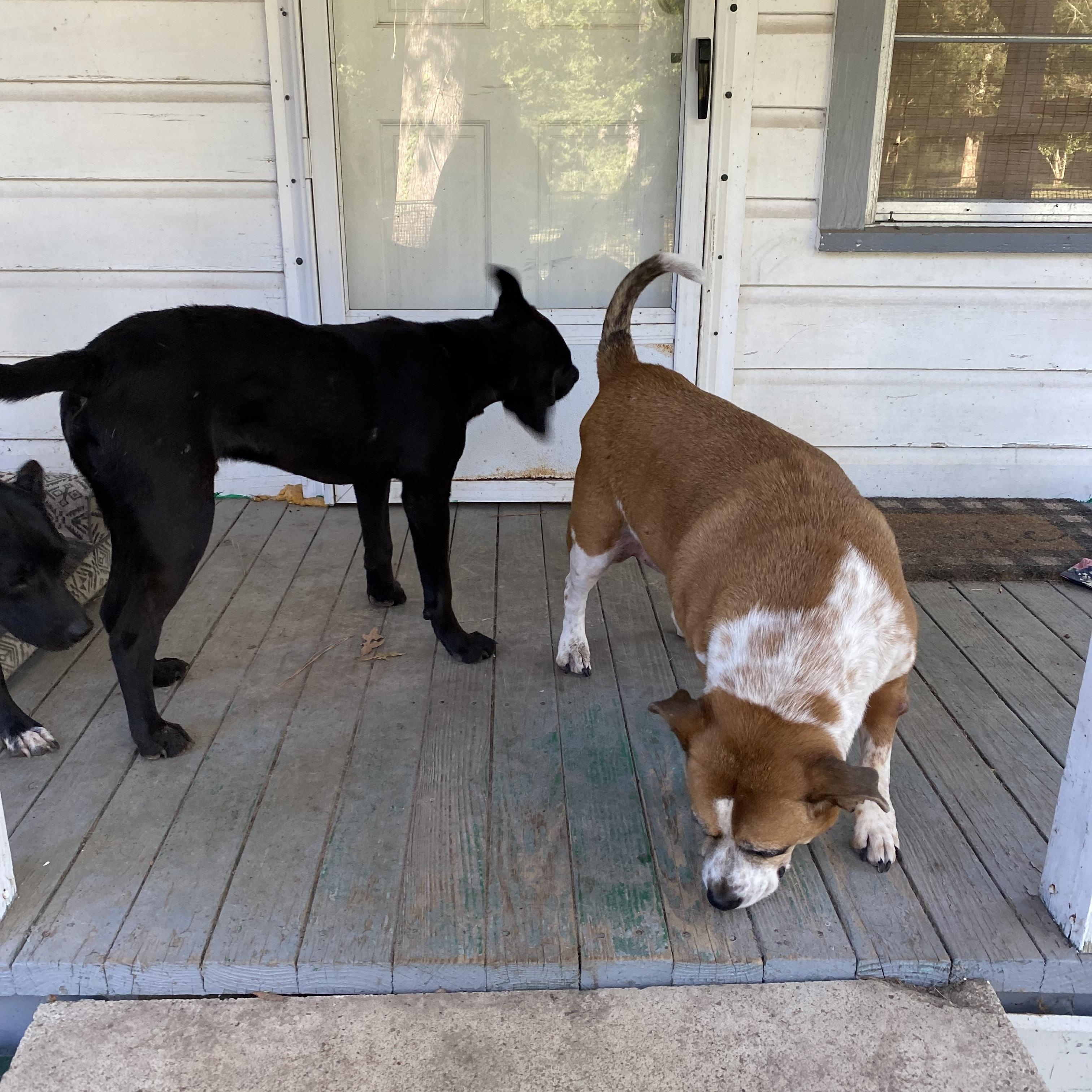 Enlarge Onyx, a Adoptable Mixed Breed in Raleigh, NC image 2/4