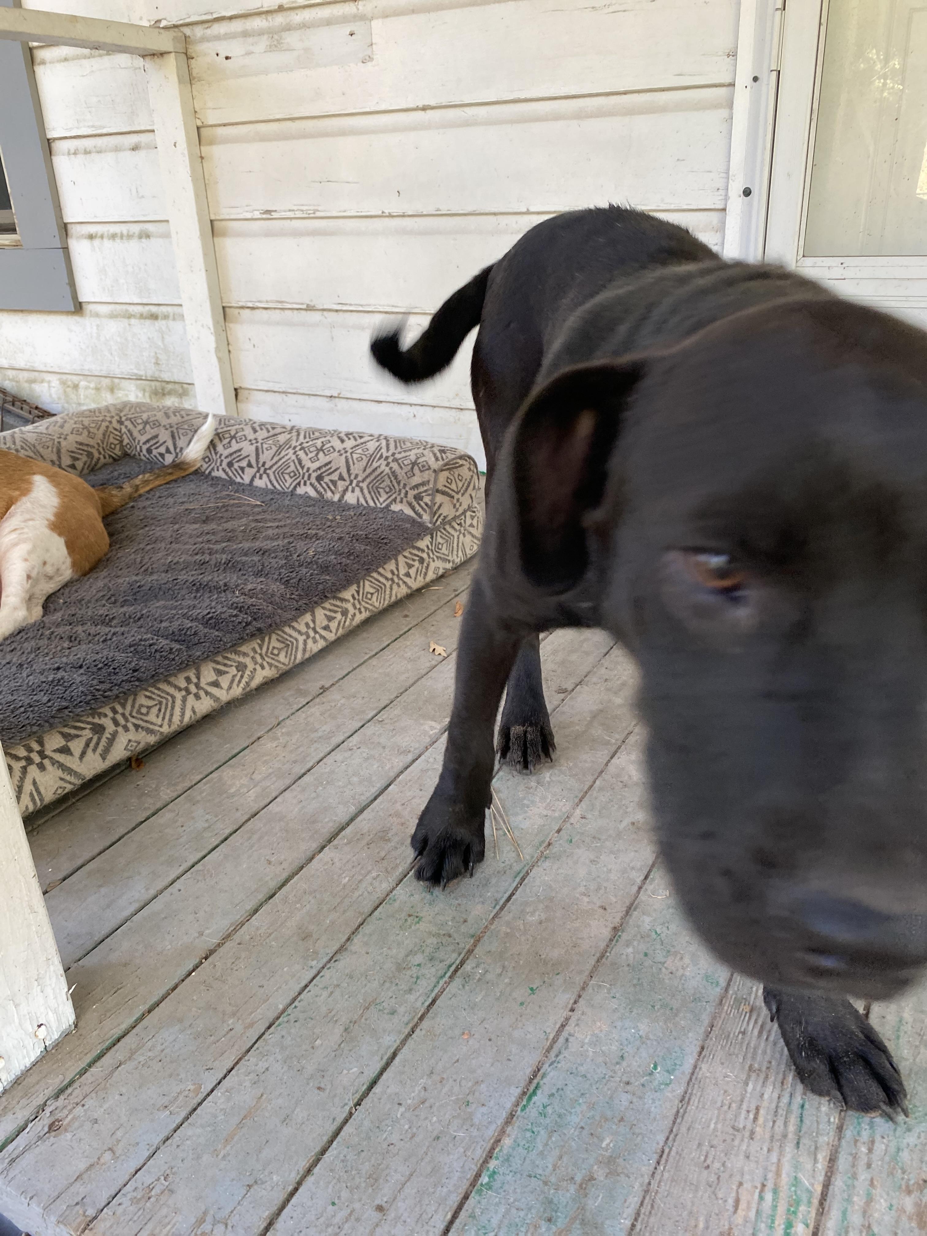 Enlarge Onyx, a Adoptable Mixed Breed in Raleigh, NC image 3/4