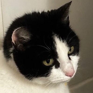 Enlarge Helen - Quiet but Sweet, a ADOPTABLE Tuxedo in Hoquiam, WA image 3/5