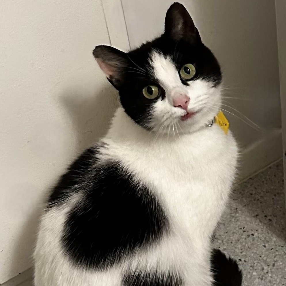 Helen - Quiet but Sweet, ADOPTABLE, Adult Female Tuxedo.