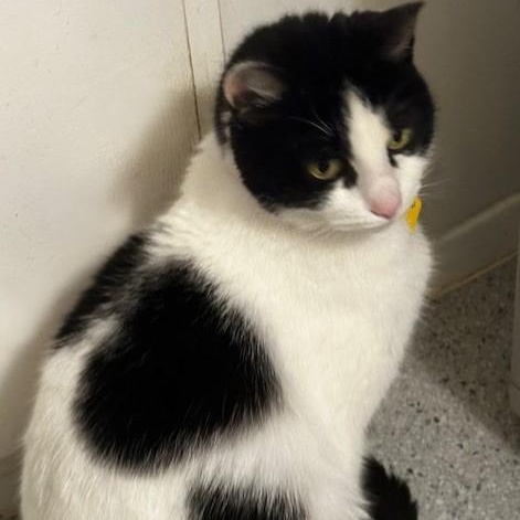 Enlarge Helen - Quiet but Sweet, a ADOPTABLE Tuxedo in Hoquiam, WA image 5/5