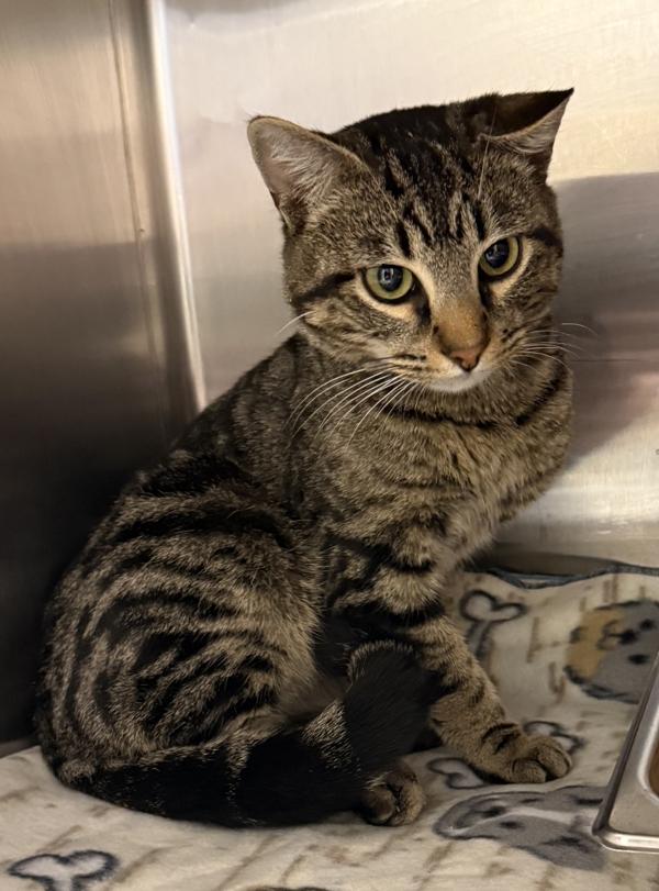 Crookshanks, Adoptable, Young Male Domestic Short Hair.