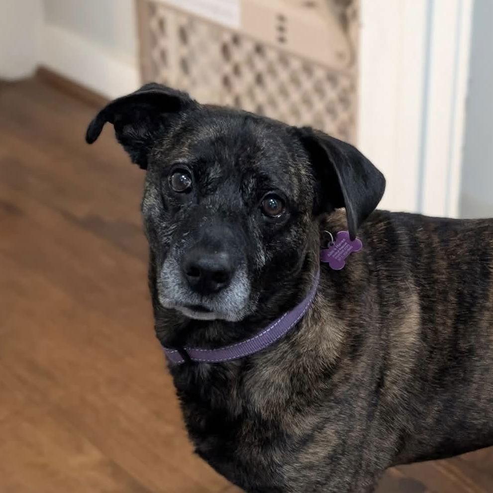 Apollo, Adoptable, Adult Male Boxer.