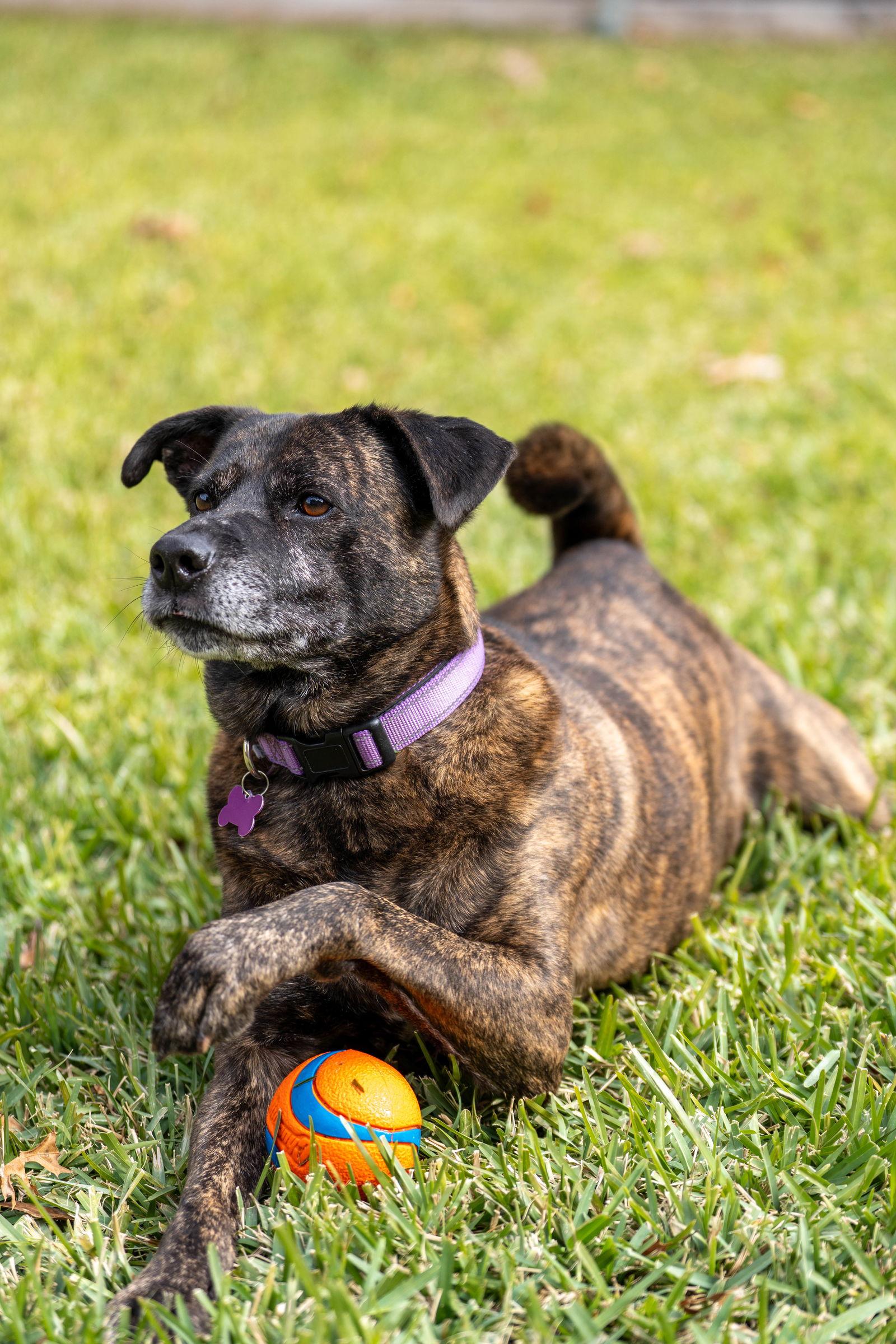 Apollo, Adoptable, Adult Male Boxer.