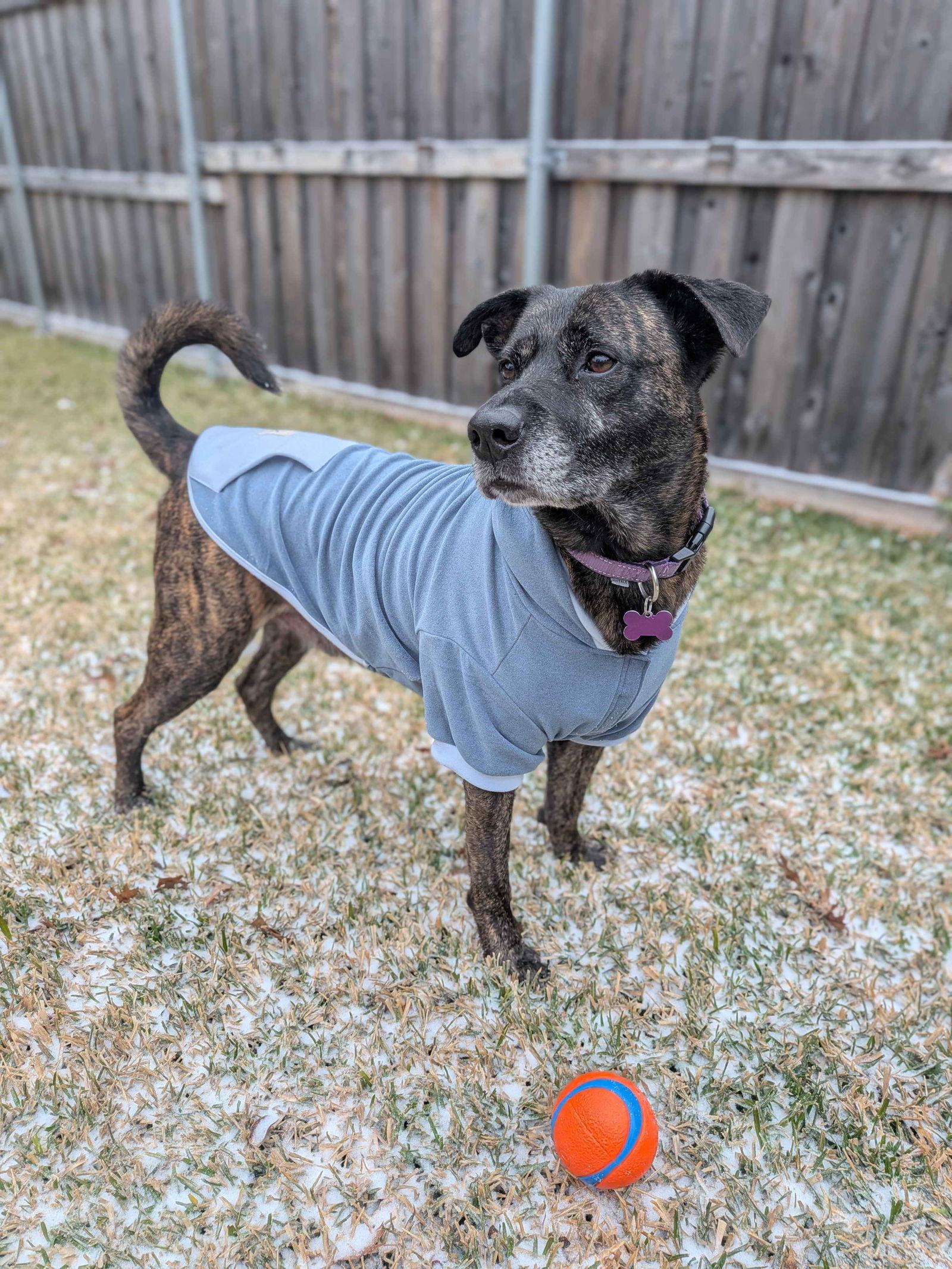 Enlarge Apollo, a Adoptable Boxer in Fort Worth, TX image 1/3