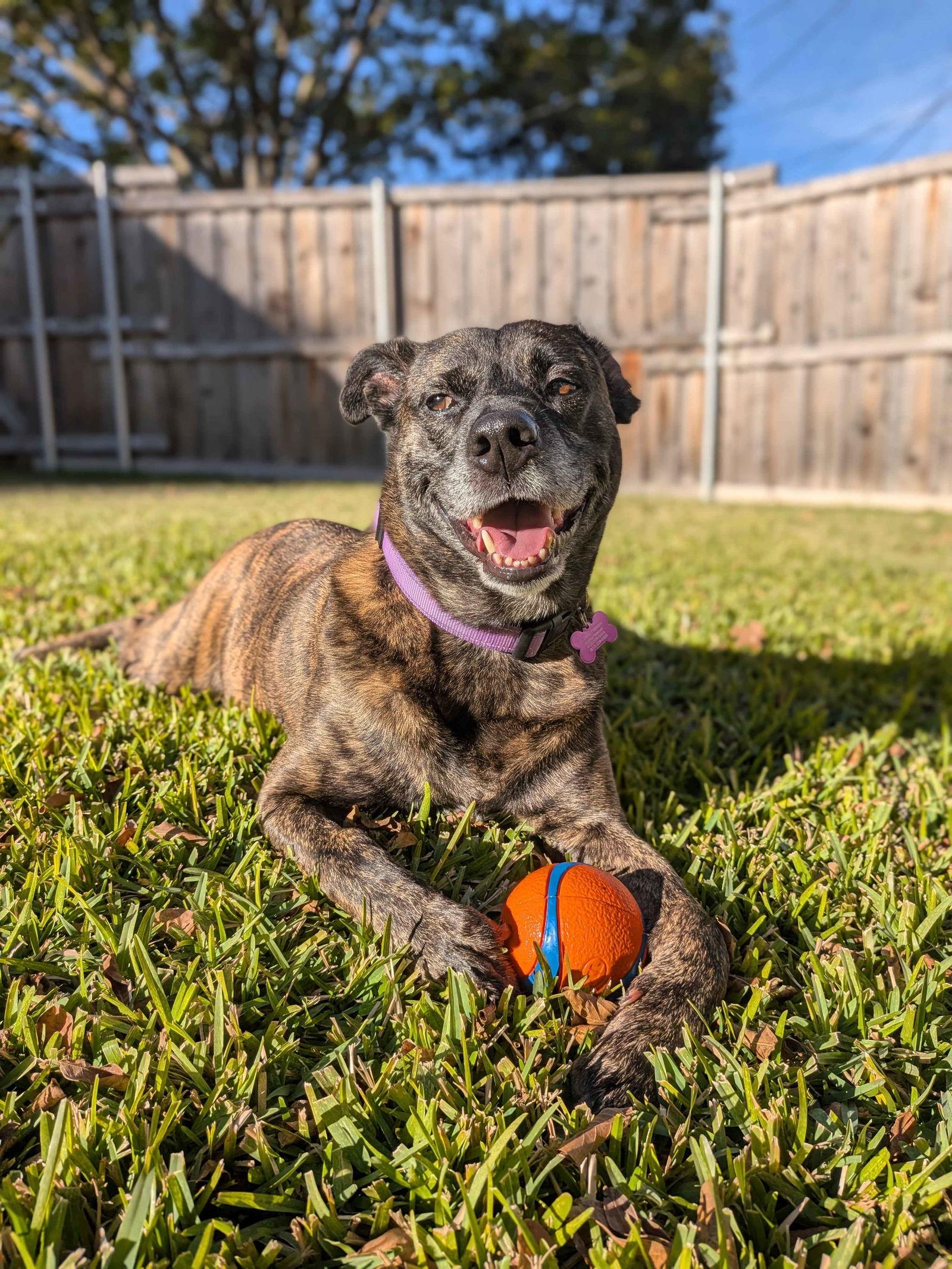 Enlarge Apollo, a Adoptable Boxer in Fort Worth, TX image 3/3